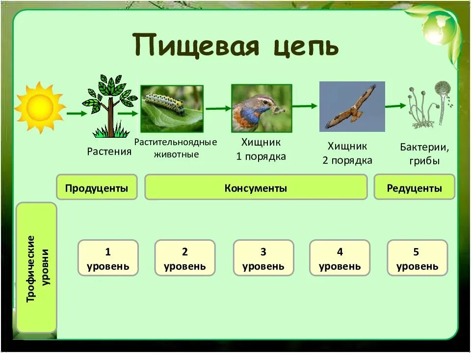 Цепь питания продуценты консументы редуценты. Продуценты консументы редуценты цепи и сети питания. Пищевая цепь из 6 звеньев продуценты консументы редуценты. Цепь питания растения животных грибов и микроорганизмов.