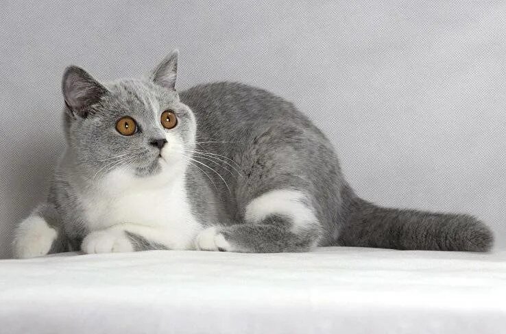 Кошки бело серого окраса. Кот британец биколор. Британская кошка голубой биколор. Британская короткошёрстная биколор. Британский короткошерстный кот биколор.