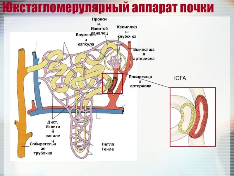 Выносящая артериола почки. Почечный клубочек и юкстагломерулярный аппарат. Юга юкстагломерулярный аппарат. Юкстагломерулярный аппарат почек механизм. Юкстагломерулярный аппарат почки(Юга).