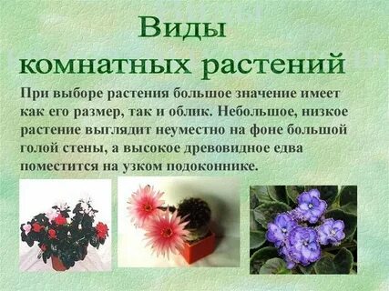 Цветок растений презентация