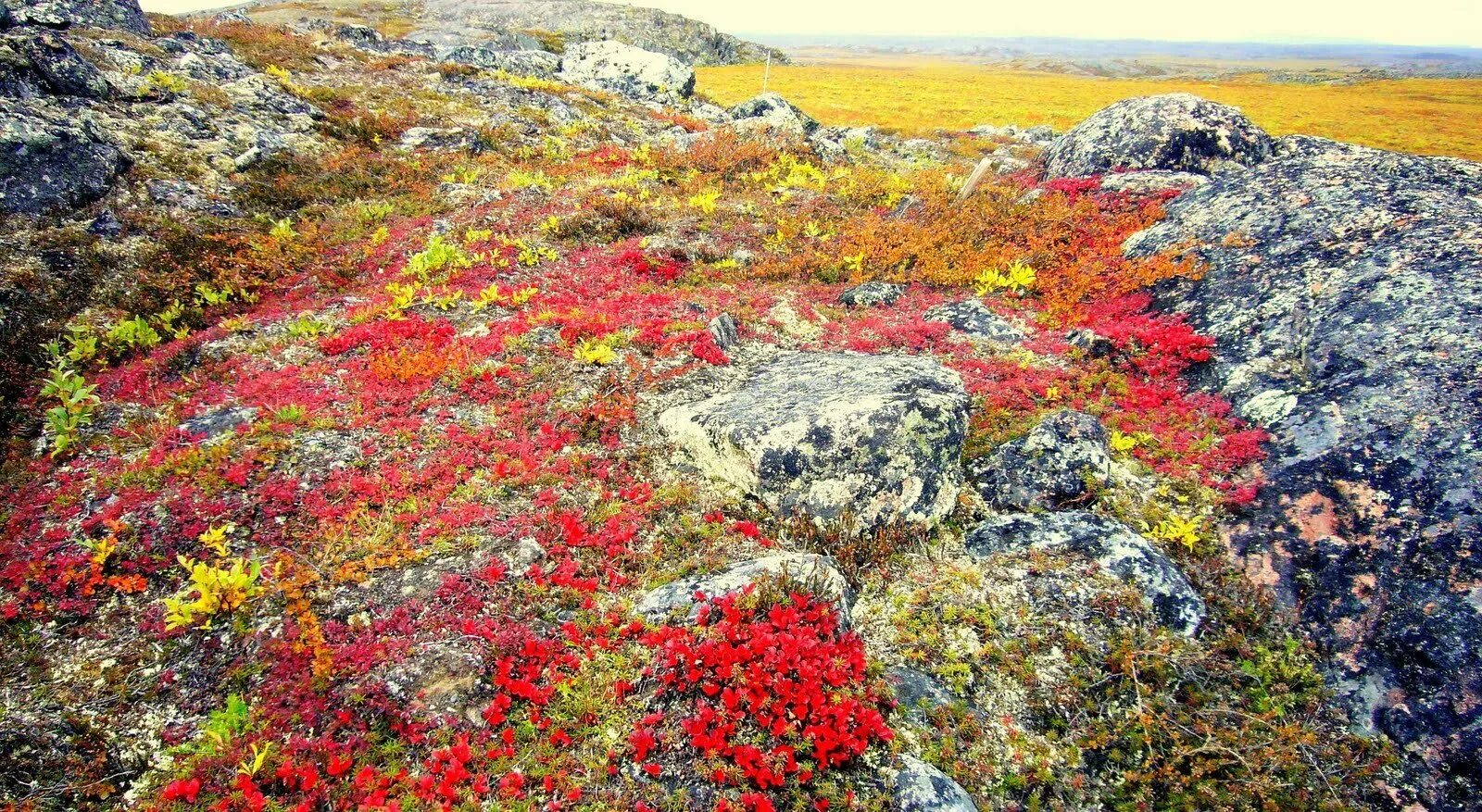 Мохово-лишайниковая тундра. Моховая тундра. Лишайники Кольского полуострова. Тундра мхи лишайники кустарники.