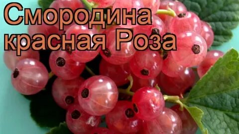 Роз смородина