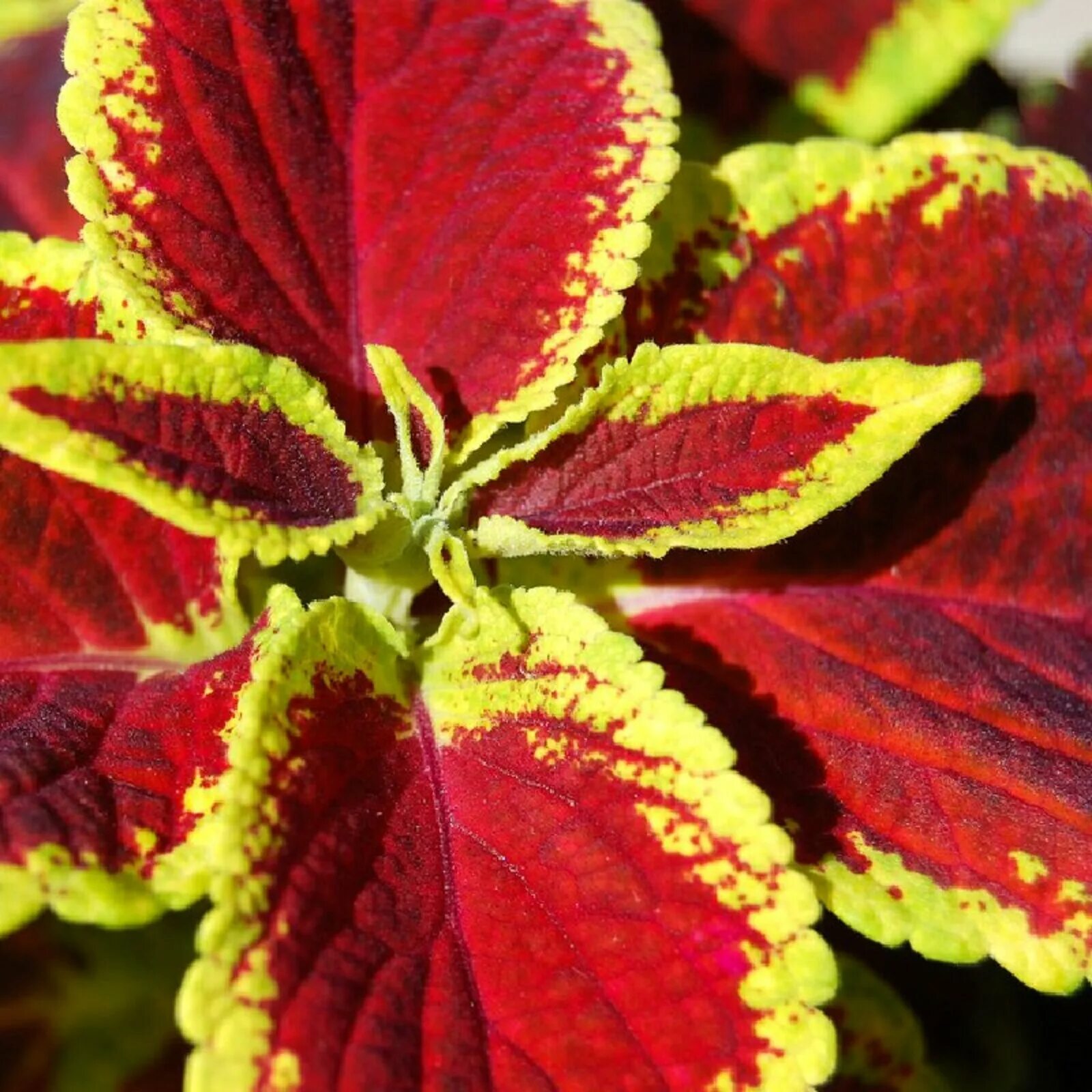 Колеус фото. Колеус Блюме Радуга. Колеус Лангостино. Колеус Coleus Juliet Quartermain. Колеус Catrine.