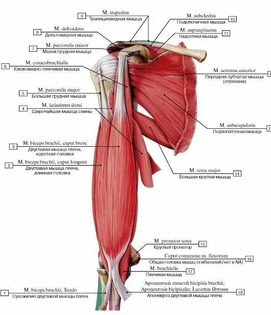 Последовательность послойного расположения мышц плечевого пояса G. Bammes Anatomy for artists, Anatomy reference, Anatomy poses