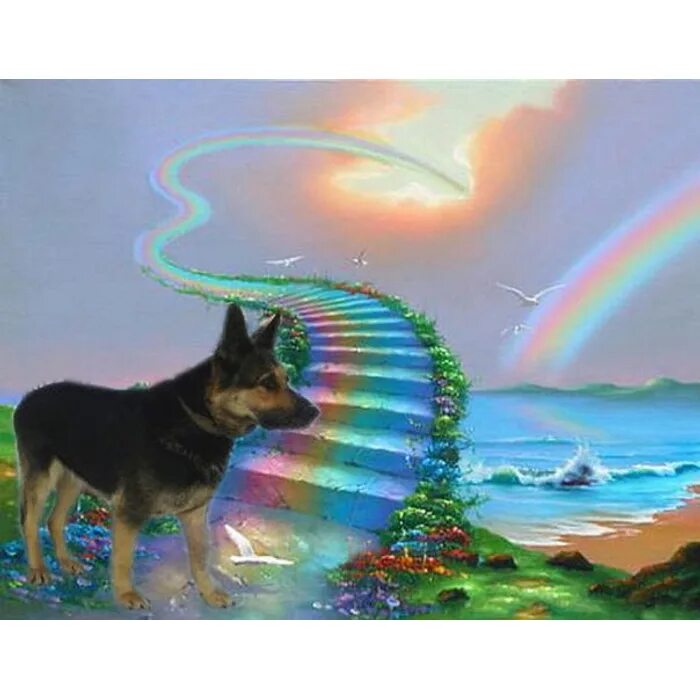 собака ушла на радугу. собачья радуга. радужный мост джим уоррен. радуга собак картинки. ушел на радугу.