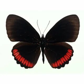 Papillons noirs