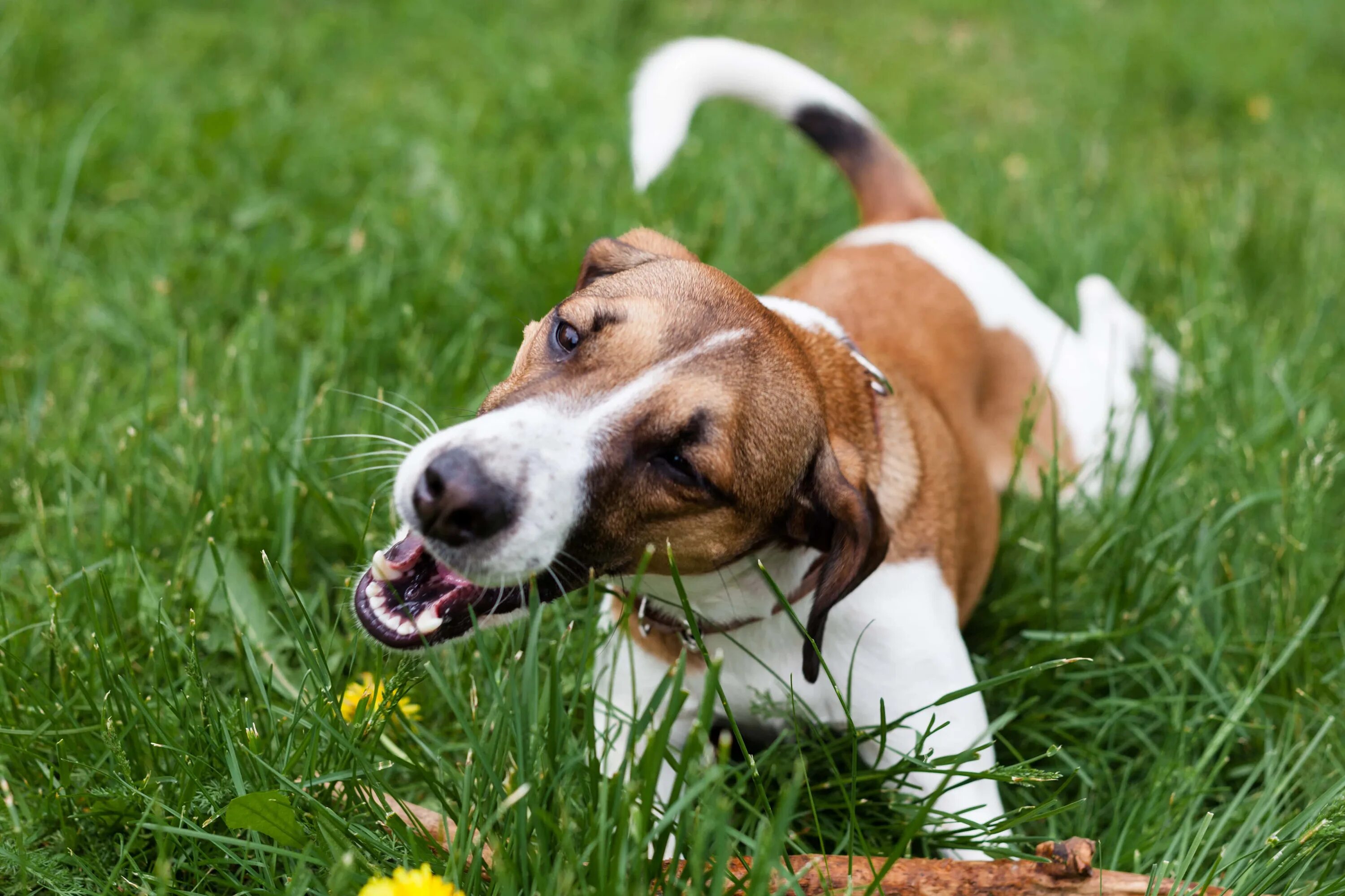 Собака. Собака ест траву. Джек Рассел на улице. Пес на траве. Зачем собаки едят траву