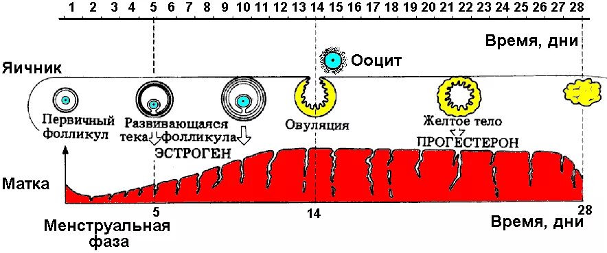 Показатель фазы цикла. Толщина эндометрия в 1 фазе цикла. фазы менструального цикла и толщина эндометрия. толщина эндометрий и фазы цикла. стадии менструального маточного цикла.