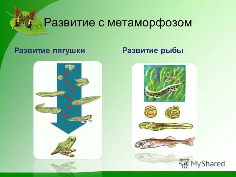 В чем преимущество развития с метаморфозом