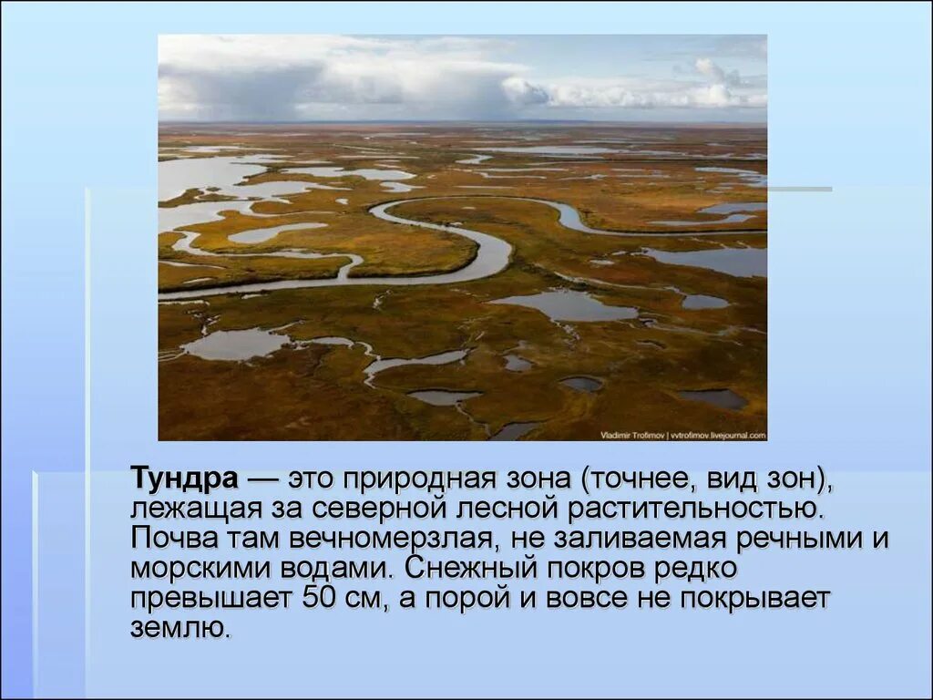 Параграф тундра