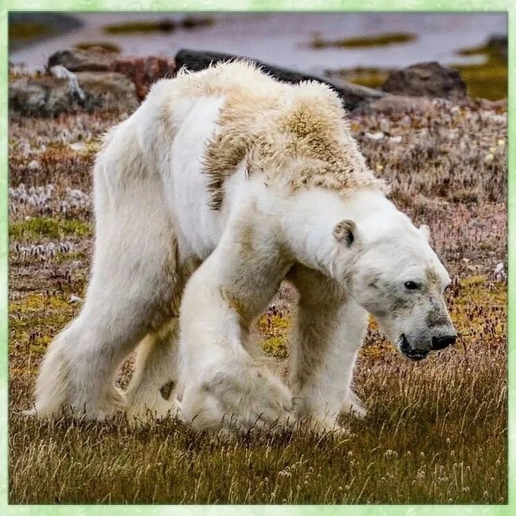 Арктика медведи. Биологическое разнообразие. Сокращение биоразнообразия. Малайский медведь красная книга. Снижение животных.