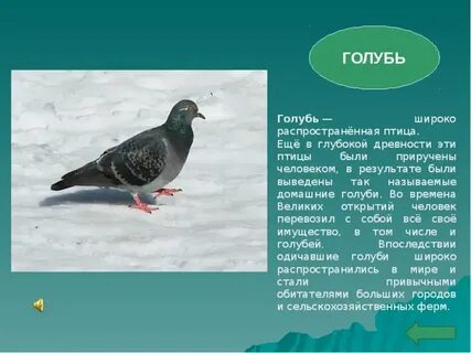 Птицы фото с названиями и описанием