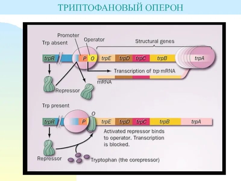 Триптофановый оперон. Триптофановый оперон аттенюация. регуляция транскрипции лактозного оперона. схема триптофанового оперона.