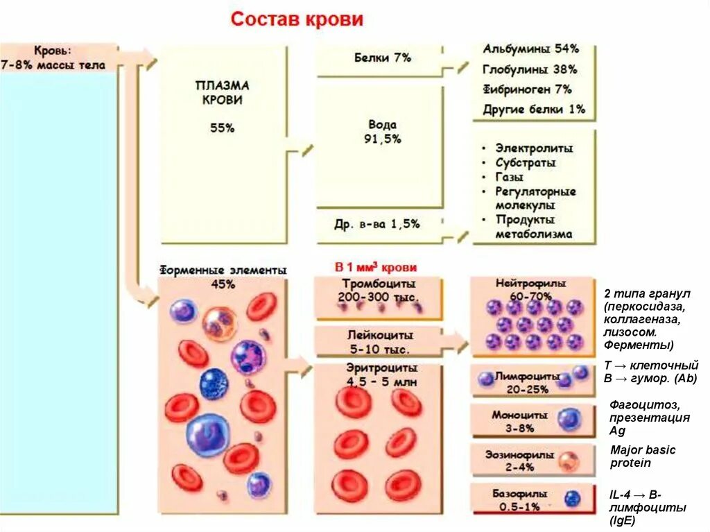 Сколько клеток крови. Характеристика состава крови. Состав крови таблица. Состав крови схема. Состав крови функции клеток крови.