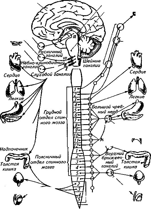 Схема вегетативной автономной нервной системы. Графологическую схему вегетативной нервной системы. Вегетативная нервная система схема спинного мозга. Строение вегетативной нервной системы человека физиология. Вегетативная нервная система конспект
