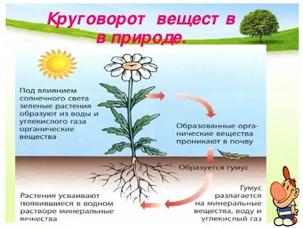 Круговороте жизни растений