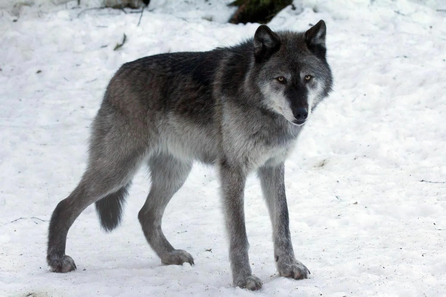 Волк в полный рост. Дымчатый волк. Серебристый волк. Волк в Сибири.