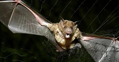Мышь vampire