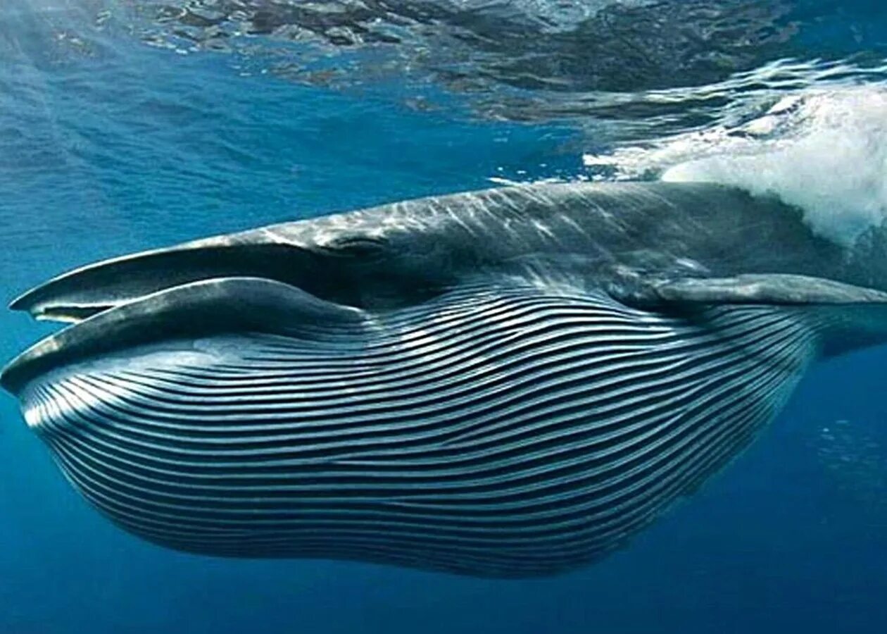 Голубой кит Balaenoptera musculus. Полосатик Брайда. Кит полосатик Брайда. Усатый кит полосатик.