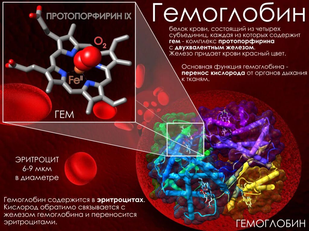 Гемоглобин при колите. Гемоглобин. железо в гемоглобине. белок гемоглобин. габоиглобин.