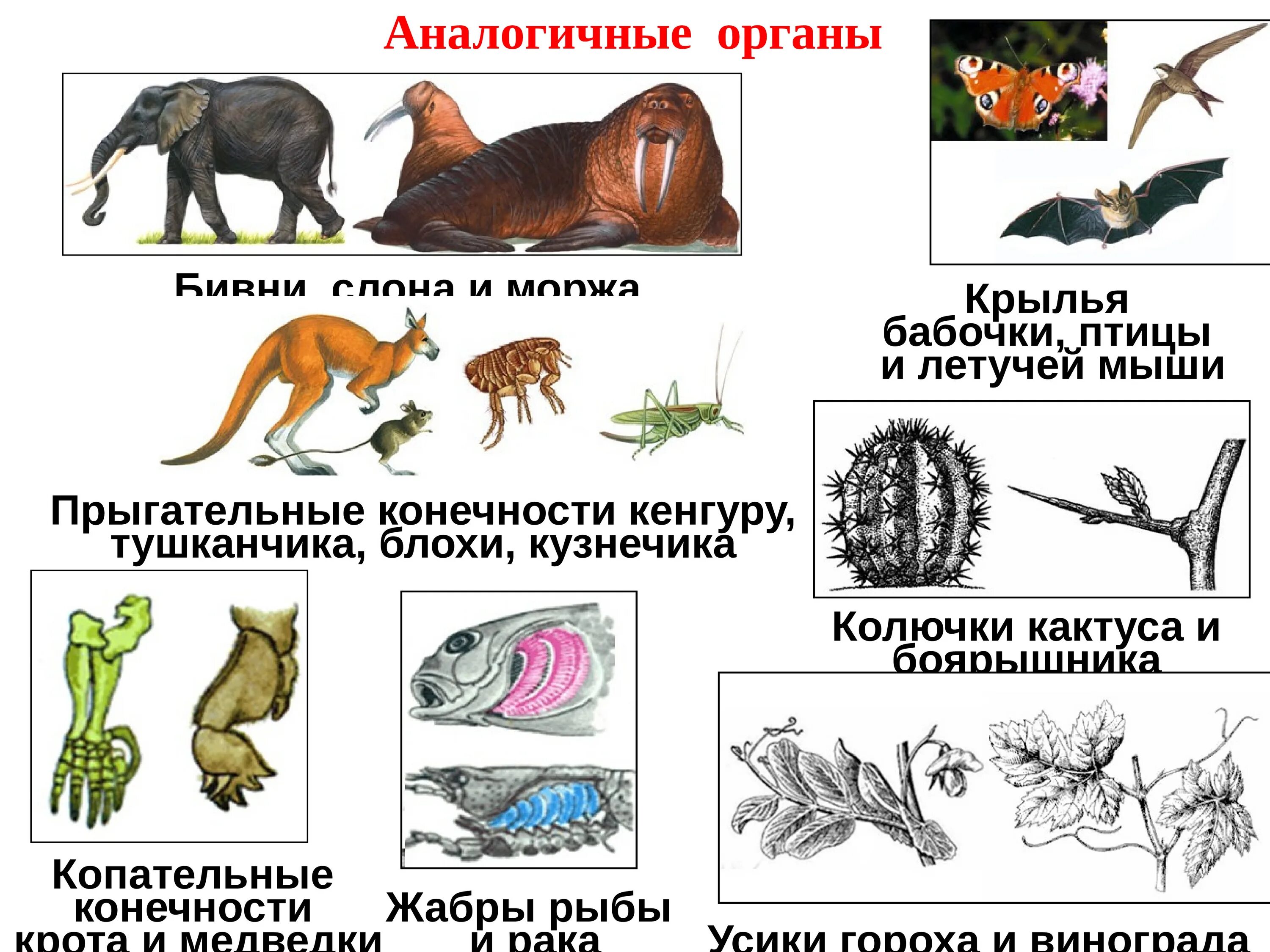 Дивергенция гомологичные и аналогичные. Гомологичные и аналогичные органы растений и животных. Примеры гомологичных органов у животных. Аналогичные органы примеры. Аналогичные органы примеры у животных.