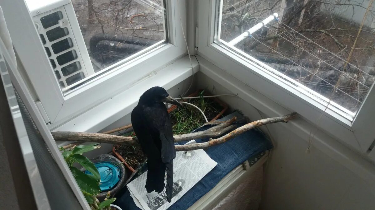 Птица влетела в окно. Птичка залетела на балкон. Влетел в окно. Залетел в окно.