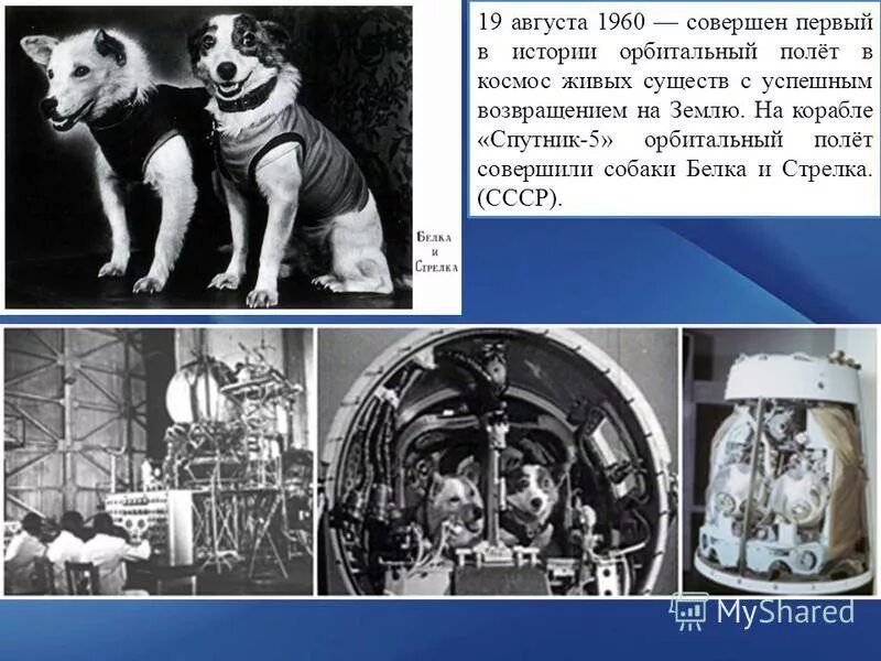 Первое живое существо совершившее космический полет