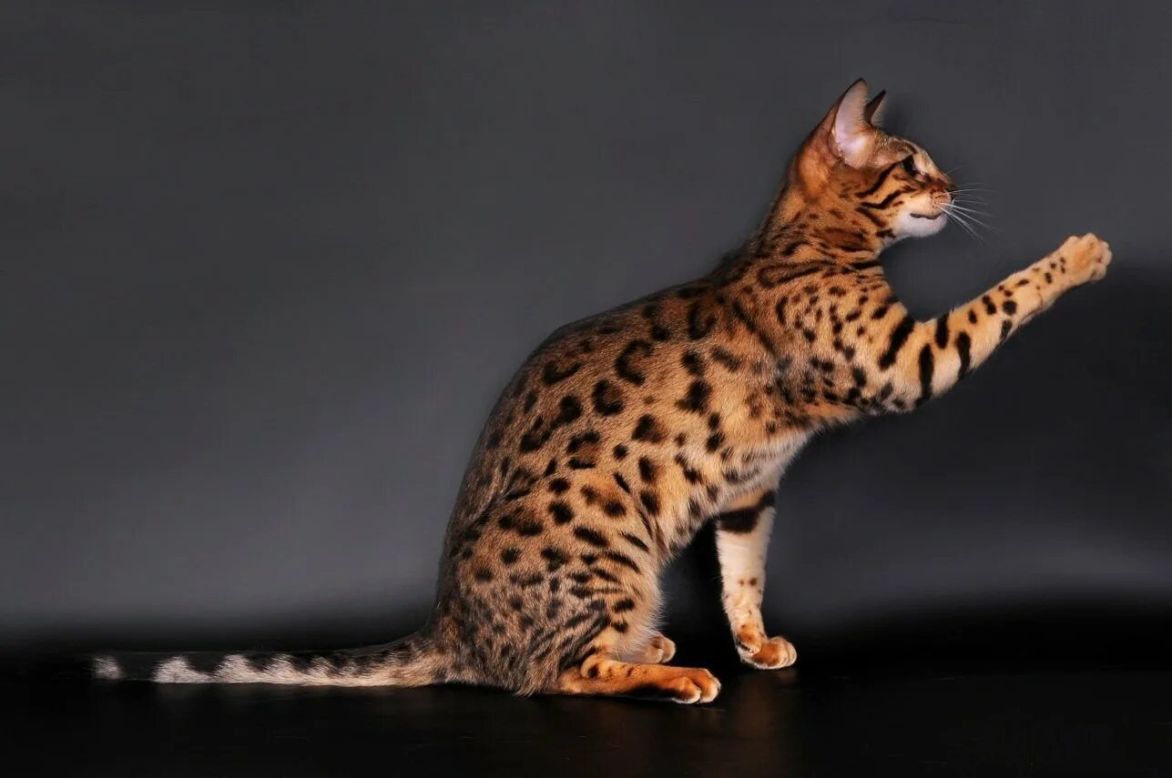 Рассмотрите фотографию пятнистой кошки породы бенгальская. Табби леопард Браун. Генетта Манчкин бенгал. Ориентал бенгал. Генетта кошка Манчкин бенгал.
