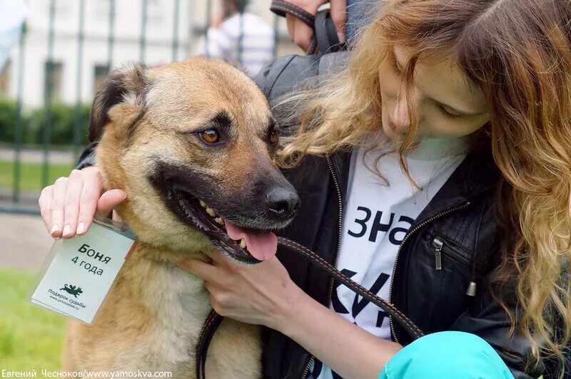 Как стать волонтером в приюте для животных. Волонтеры с собаками. собачий волонтер. собачий приют волонтеры. девушка в приюте для собак.