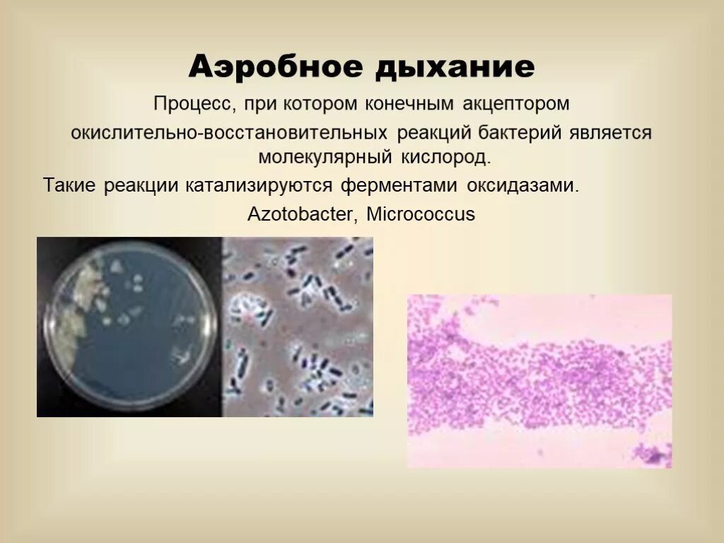 Аэробное дыхание микроорганизмов. Процесс аэробного дыхания. Аэробное дыхание микробиология. Аэробное дыхание примеры. Примеры аэробных