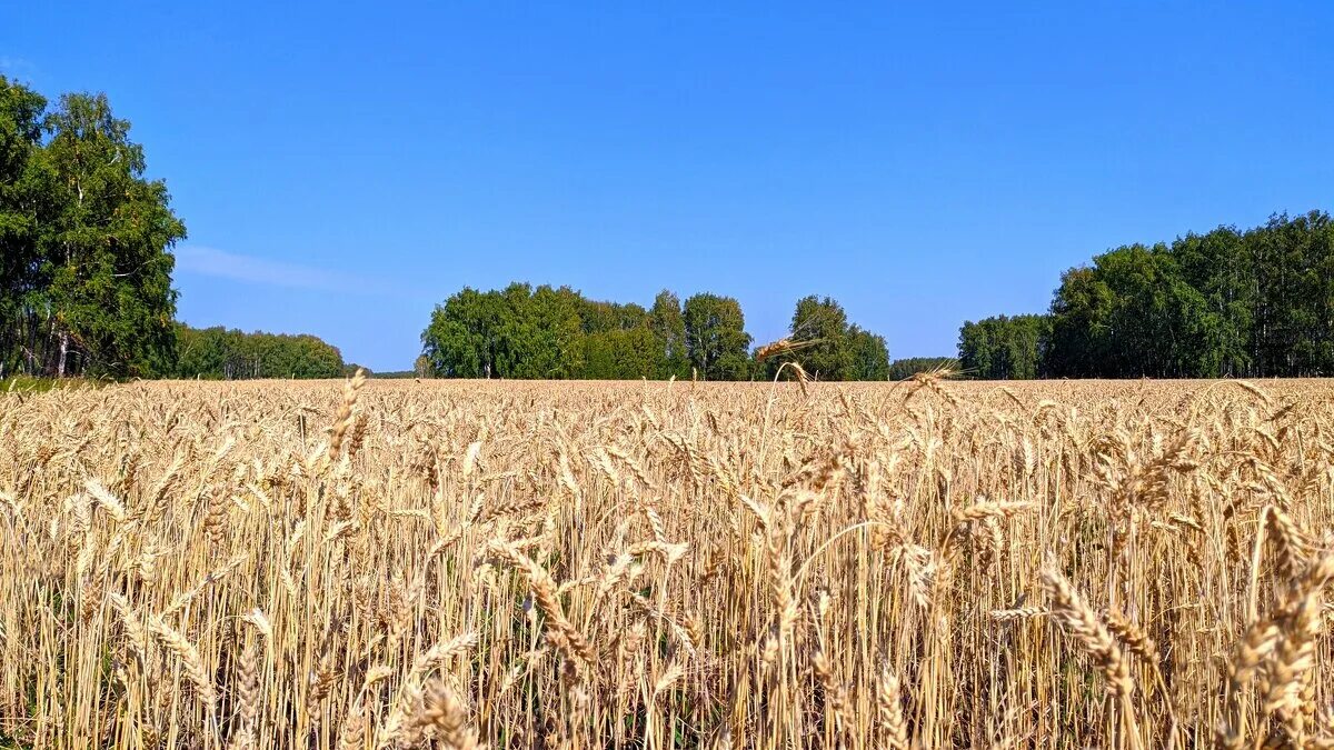 Село пшеничное