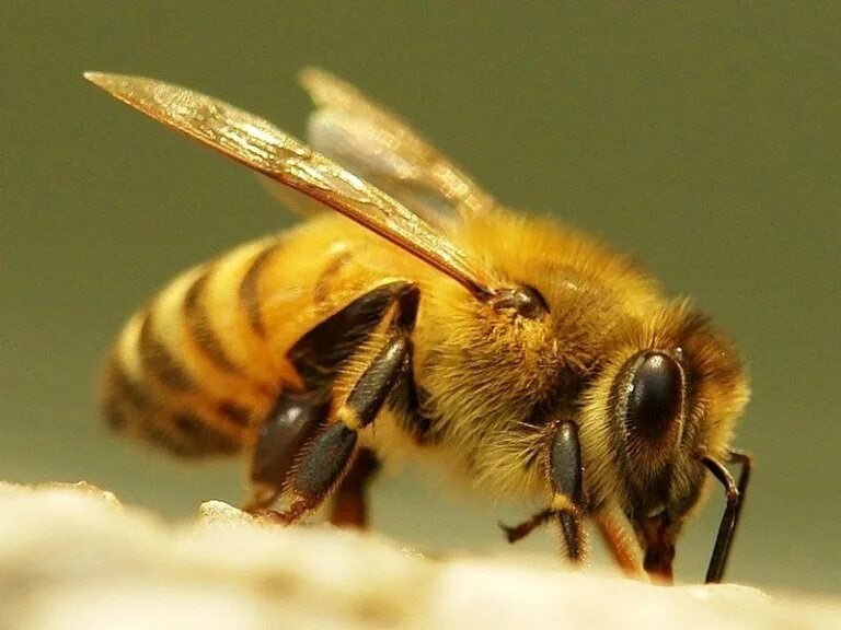 восковая броня на брюшке у пчелы. жизненный цикл пчелы медоносной. внешнее строение рабочей пчелы. строение грудного отдела пчелы. восковые пластинки пчел.