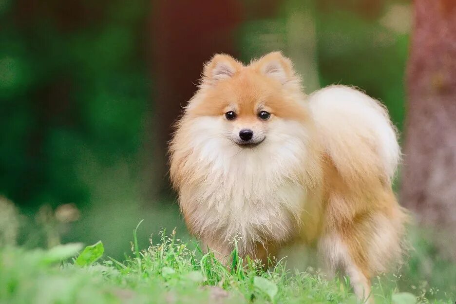дзёмон-сиба. вельш шпиц. помски ину. помски миа собака лиса. помски собака рыжая.