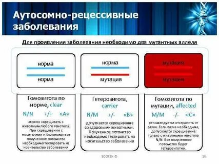 Аутосомная аллель