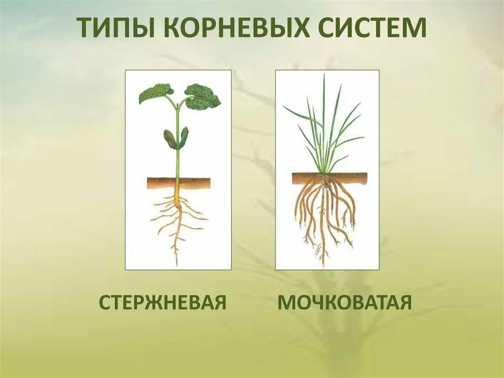 Строение и значение корня 6 класс. Типы корневых систем стержневая и мочковатая. Мочковатая корневая система это в биологии 6 класс. Корни стержневые и мочковатые ,корнеплоды,. Корневая и мочковатая корневая система.