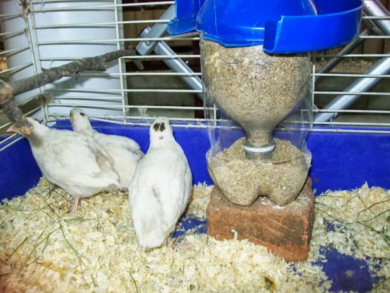 Чем кормить кур чтобы неслись. Чем кормить кур чтобы неслись. Чем кормить кур чтобы неслись. Как ухаживать за курами. Кормление кур несушек в домашних условиях.