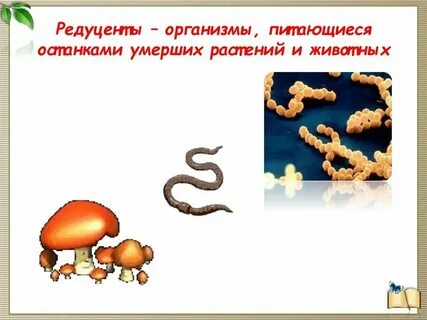 Какую роль выполняют редуценты
