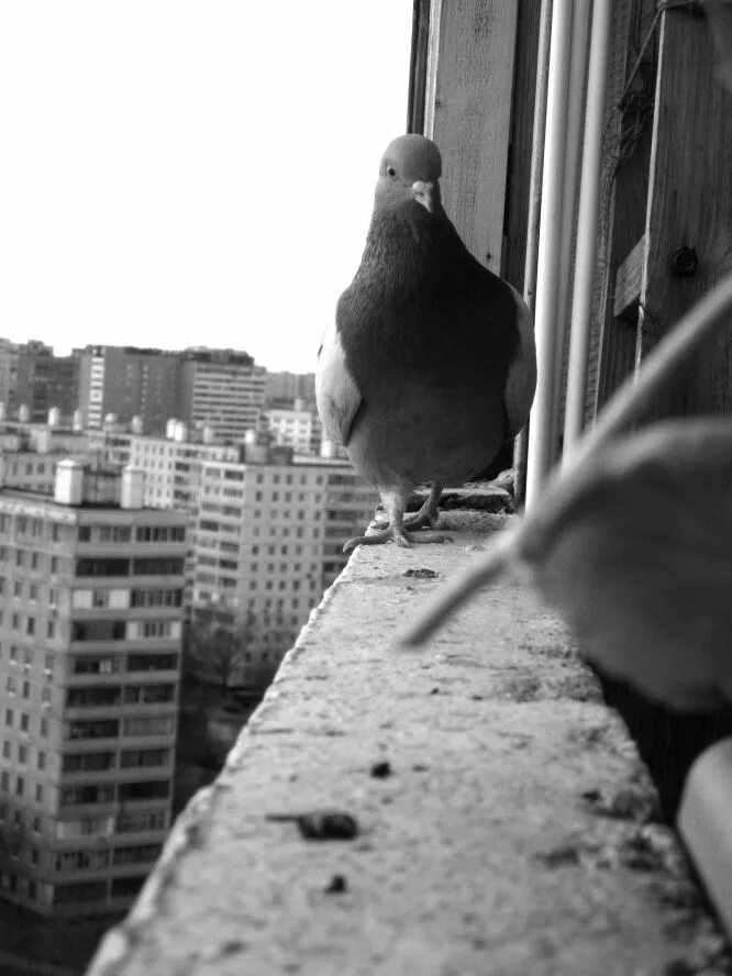 Голуби на балконе. Голубятня на балконе. Гнездо голубя на балконе. Голуби на крыше балкона