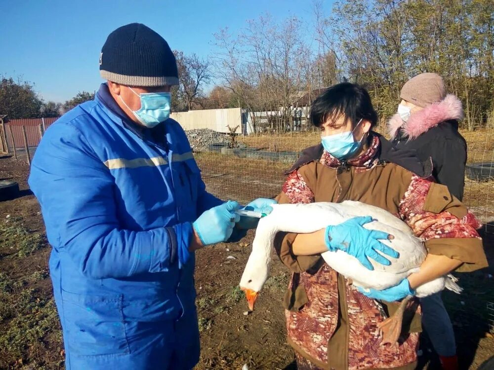 Вакцинация птицы на птицефабрике. Вакцинация птицы от птичьего гриппа. Ветеринарная служба. Грипп птиц Ветеринария.