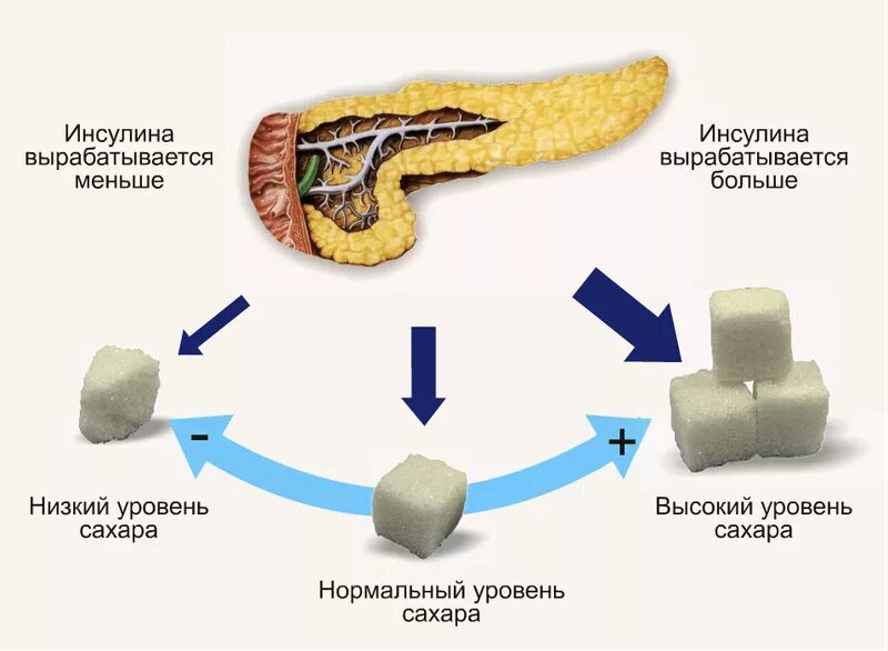 Выработка инсулина поджелудочной железой схема. Функции инсулина в поджелудочной железе. Инсулин в поджелудочной железе вырабатывают. Железа вырабатывающая гормон инсулин.