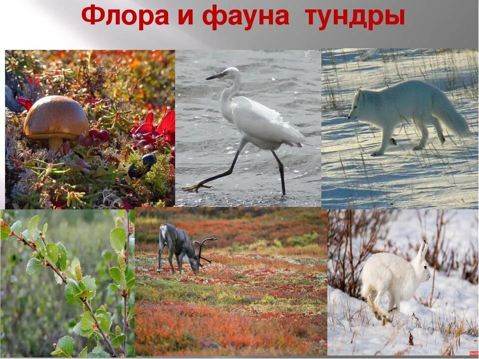 Тундра обитание животных