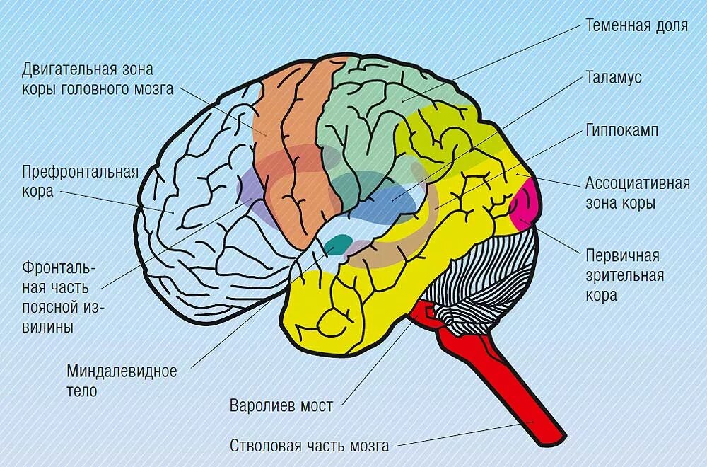 В теменной доле анализаторы. Теменные зоны коры головного мозга. Зрительные доли коры головного мозга.