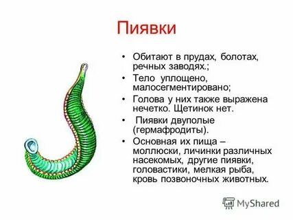 Сравнение круглых и кольчатых