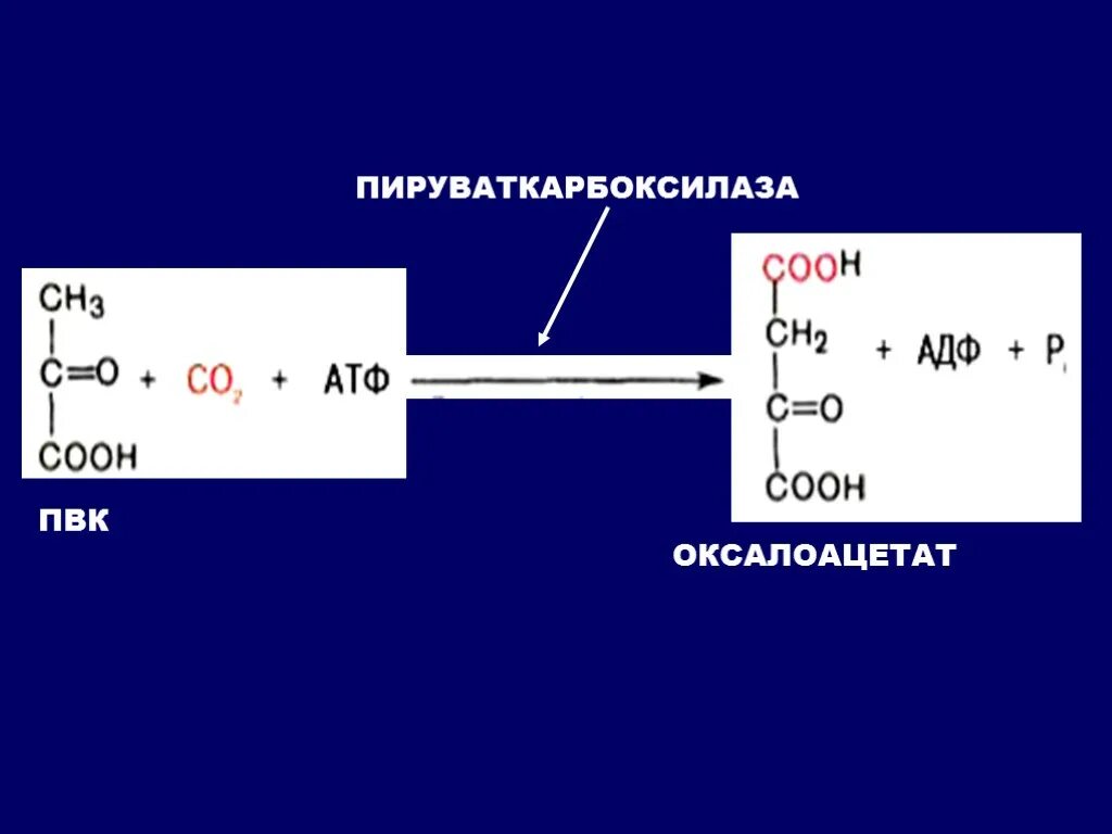 Пируваткарбоксилаза глюконеогенез. Пируват оксалоацетат реакция. Кофермент Пируваткарбоксилазы. Оксалоацетат глюконеогенез. Пировиноградная кислота биополимер