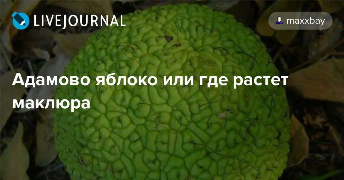 Маклюра или адамово яблоко. Адамово яблоко как растет. Адамово яблоко лечебные. Лечебный плод адамово яблоко. Адамово яблоко 5 букв