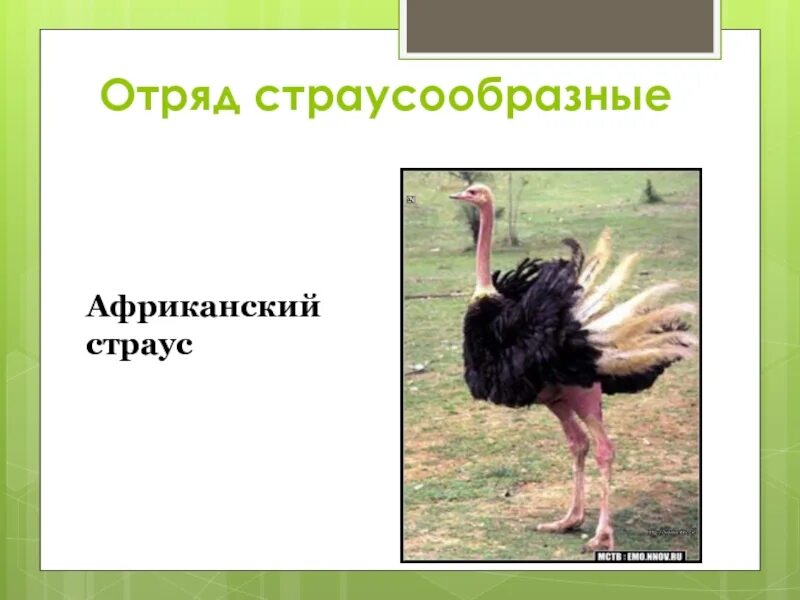 Отряд страусы. Отряд страусообразные - struthioniformes. отряды птиц страусообразные. страусообразные птицы представители. отряд африканские страусы.