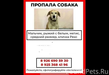 Верните собаку