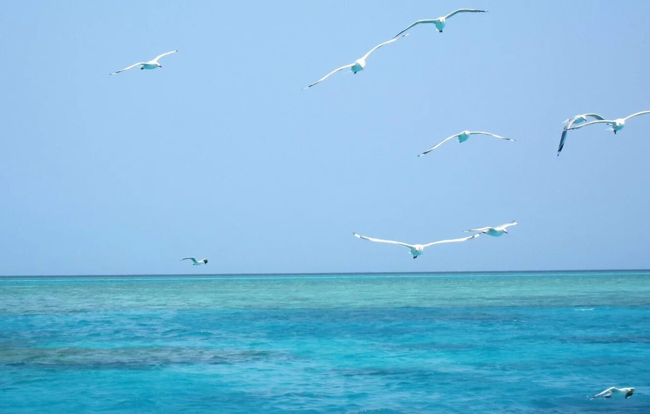 Море птицы. Небо море чайки. Птицы над морем. Птицы над морем. Голубое море.