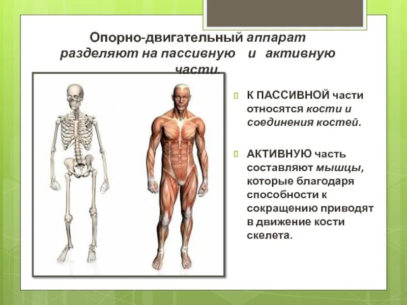 Опорно двигательный аппарат. Что относится к пассивной части опорно двигательного аппарата. Скелет пассивная часть опорно двигательного аппарата анатомия. К активной части опорно-двигательный аппарат человека относятся:. Активный и пассивный опорно двигательный аппарат.