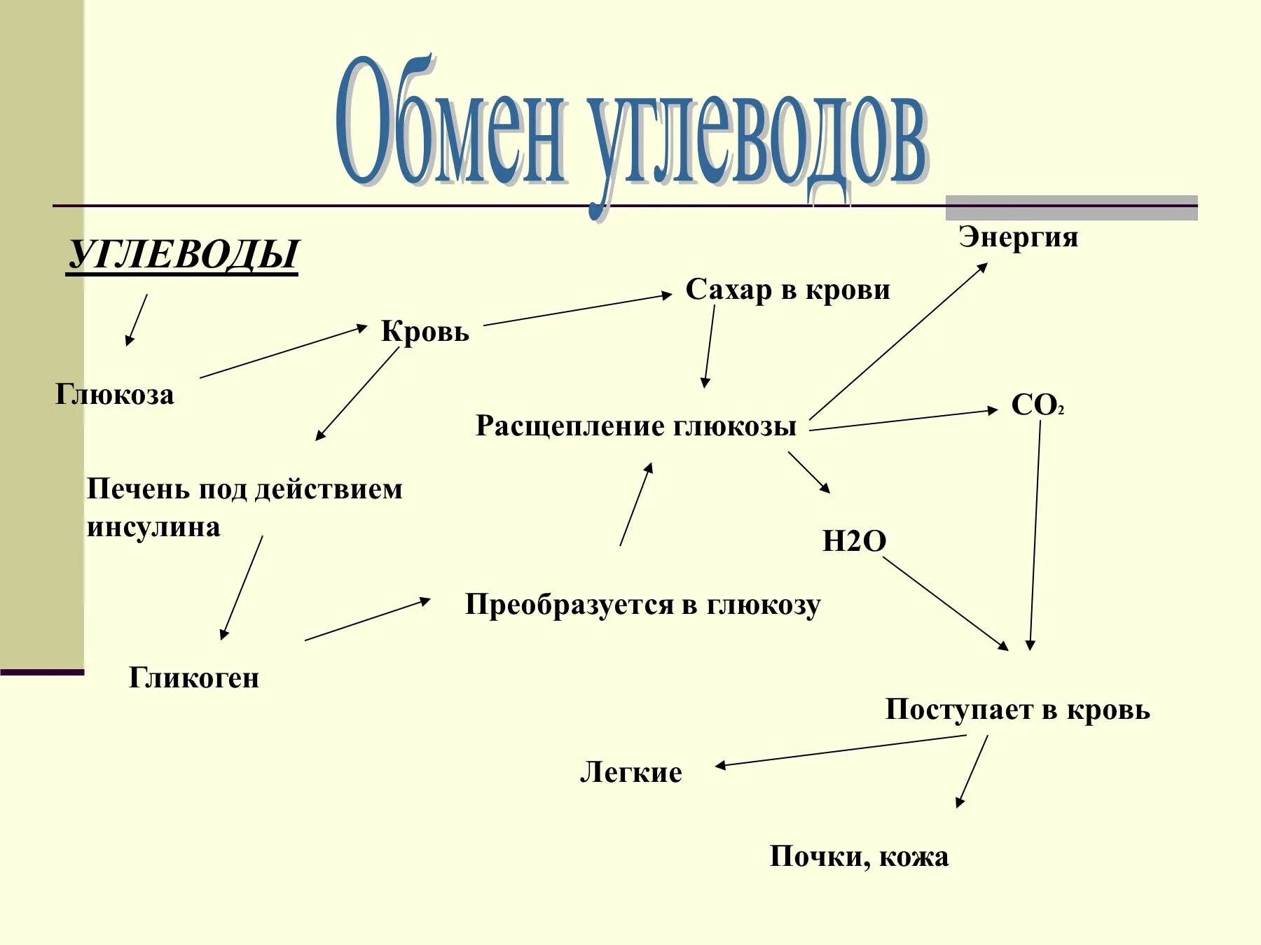 Обмен углеводов в организме схема. Схема углеводного обмена в организме человека. Схема обмена углеводов по биологии 8 класс. Схема обмена углеводов 8 класс биология. Как происходит обмен углеводов